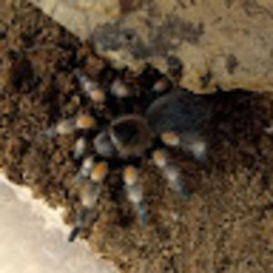 Meet your Posher, Joyce